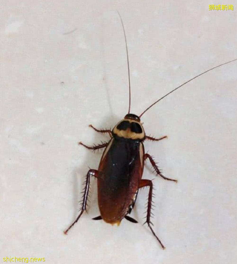 密集恐懼症慎入！商場停車場蟑螂黑乎乎爬滿牆，就問你怕不怕