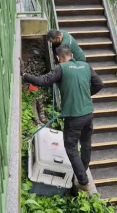 突發！這個海灘驚現一群巨型椰子蟹，還搶燒烤吃！新加坡也被鳄魚、蜥蜴、蟒蛇、水獺、猴子、野豬、野雞嚇到過