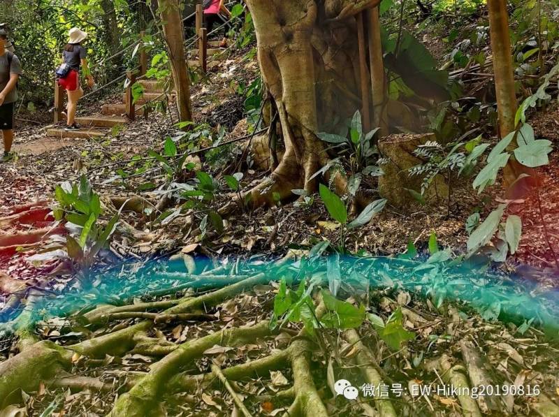 卡迪至山景(丛林探索之旅)