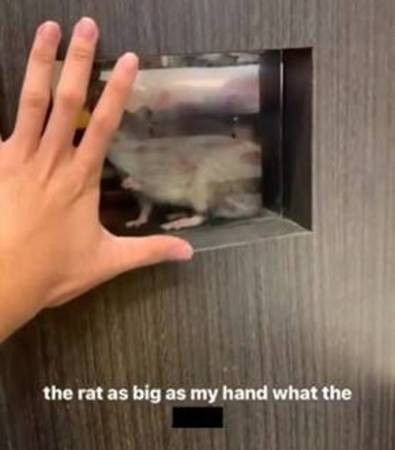 餐厅惊见群鼠偷吃 网民怒斥太不卫生