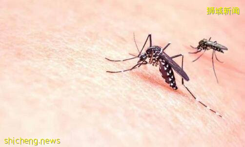 新加坡“疫外罰款”再升級，家裏有蚊子的注意了!