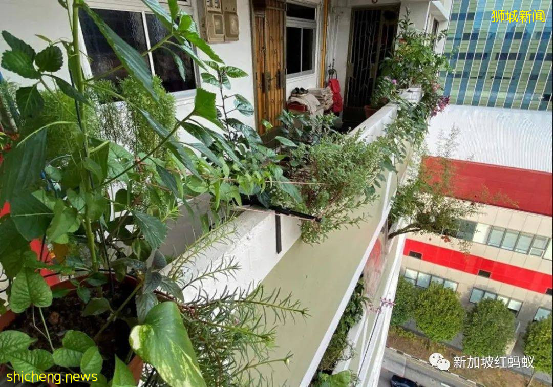 如何在新加坡政府組屋享受“田園生活”的幾點建議