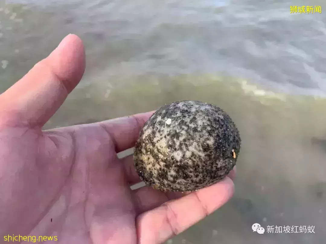 【圖文】這段18公裏沿海路線美爆了! 左看右看都不像在新加坡