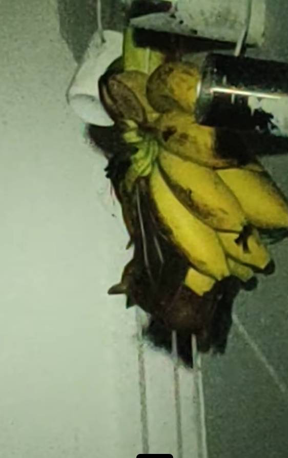 “救命！我在新加坡厨房里挂了一串香蕉，引来一群蝙蝠！”