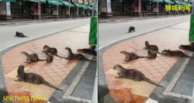 新加坡“網紅”動物--水獺引發民衆擔憂!