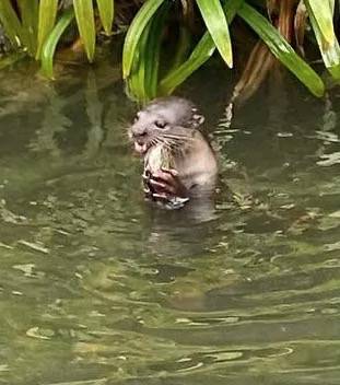 闯入公寓泳池、吃光鱼塘锦鲤!这群玩意在新加坡太嚣张了