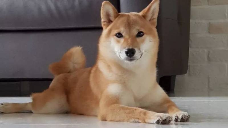 宠物保险普及化，更是爱心的体现