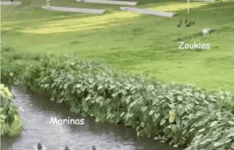 國大校園驚現水獺家族！背後竟有一段浪漫愛情故事