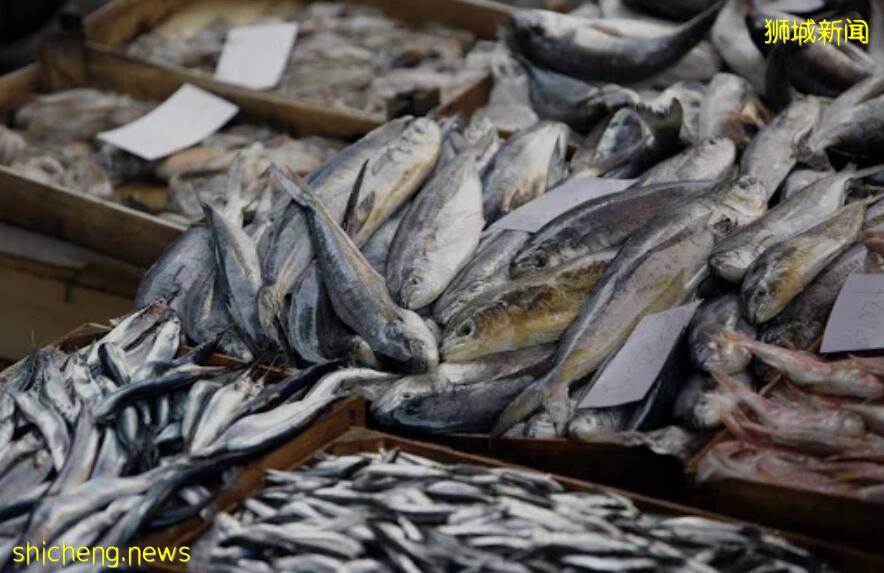 新加坡卖鱼网红PK比国内网红！网友：太保守！包的像粽子怎么能红