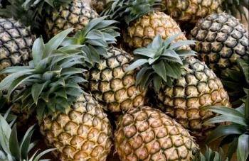 新加坡下架 澳大利亞不上架 台灣菠蘿成“國際笑話”了