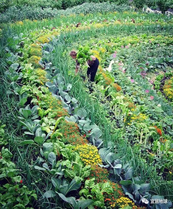 新加坡城市农场的发展，聪明人聪明事
