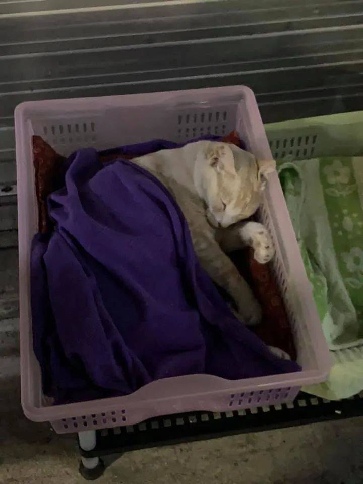 连续暴雨多天，终于在新加坡看到了黄河