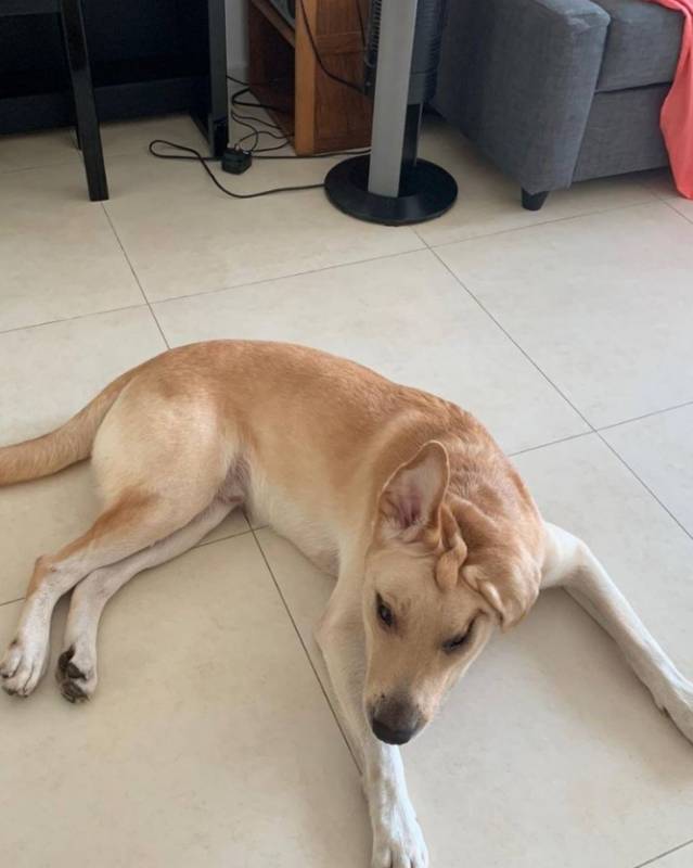 谁来帮帮这个小可爱,三岁的拉布拉多需要有个温暖的家