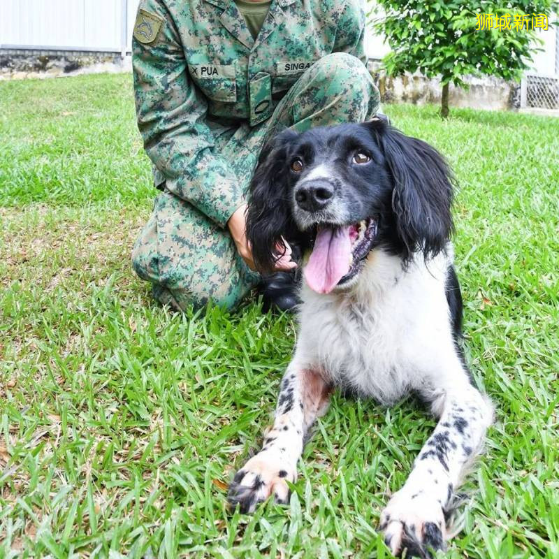 19只退休的SAF軍犬等你來領養