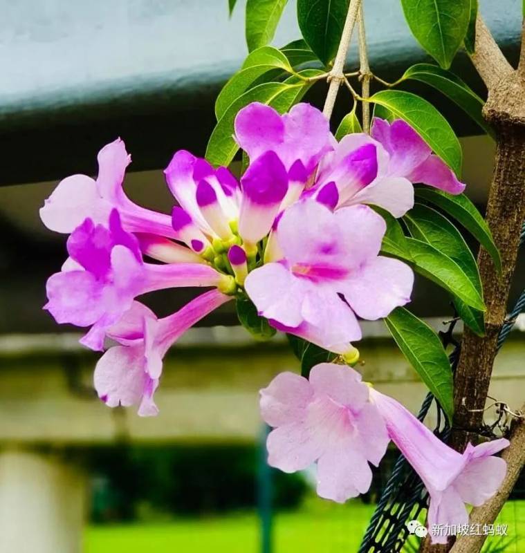 北半球9月刚入秋,新加坡却迎来“第二春”