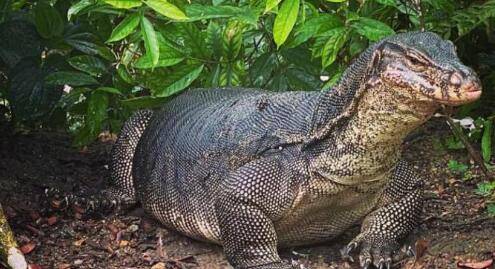 新加坡一对蜥蜴街头秀恩爱走红,网友:这才是真鬼畜