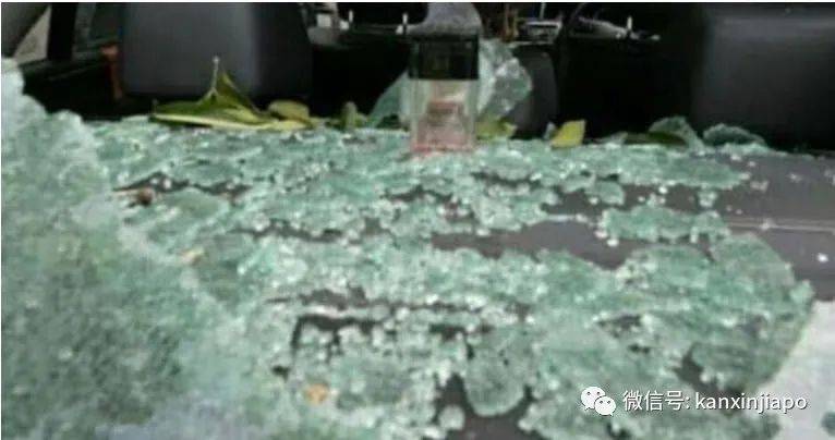 新加坡组屋楼下，6层楼高大树倒地，车辆挡风玻璃全碎