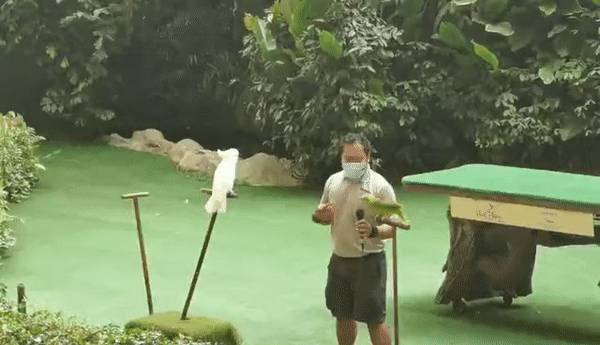 免費送票!帶倆娃嗨翻亞洲最大飛禽園,400多種5000多只鳥,一路驚喜不斷