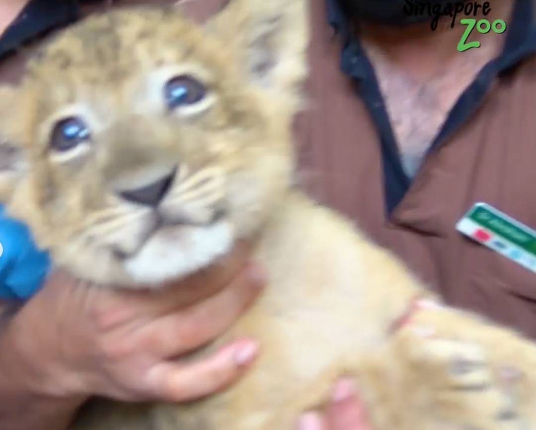 激萌！“獅子王”出生在新加坡動物園！網友：好想擁有一只