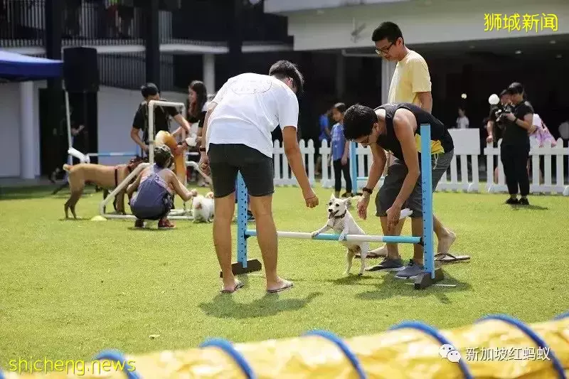 疫情好轉不再寂寞就遺棄喵星人汪星人？　多國出現棄養寵物現象