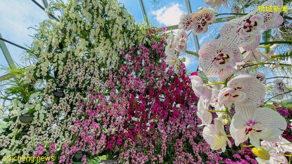 滨海湾花园季票只要S$20!无限次进入Flower Dome、Cloud Forest!限时售卖至9月12日