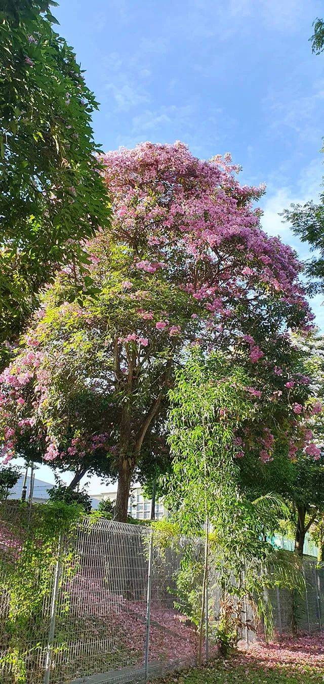 李顯龍總理發了一個帖子，評論區瞬間被淹沒