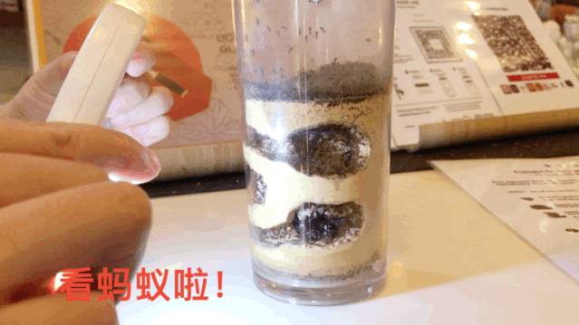 亞洲第一的螞蟻博物館居然在新加坡
