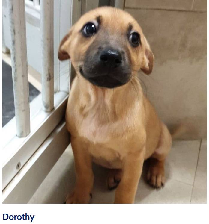 一狗難求！泰迪被炒到$11800新幣！新加坡這裏可以超便宜領養