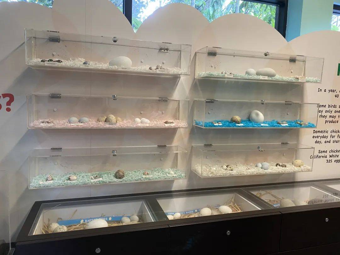 免費送票!帶倆娃嗨翻亞洲最大飛禽園,400多種5000多只鳥,一路驚喜不斷