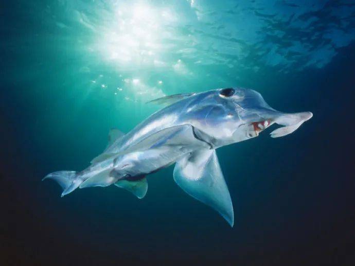 新加坡蓄水池出現恐怖形狀的怪物魚!怎麽來到新加坡的