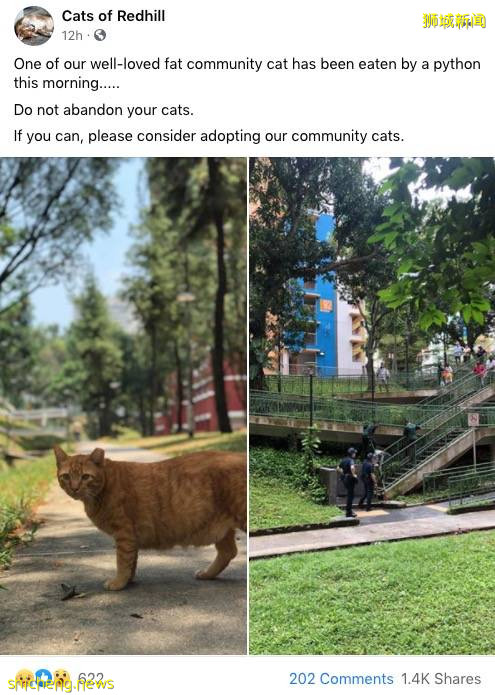 新加坡的这只蟒蛇,活生生吞了一只网红猫