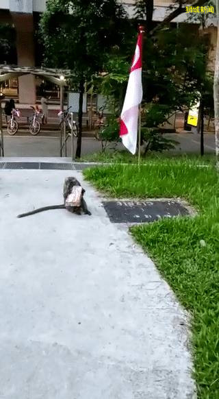 我要报警!新加坡的野猴冲进超市抢面包,惊呆路人