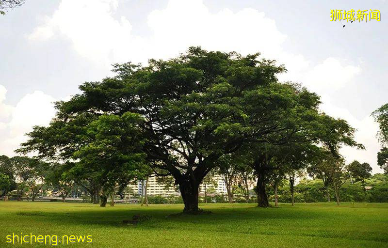 新加坡各行業再次受疫情反彈影響，爲何只有“它”只漲不跌