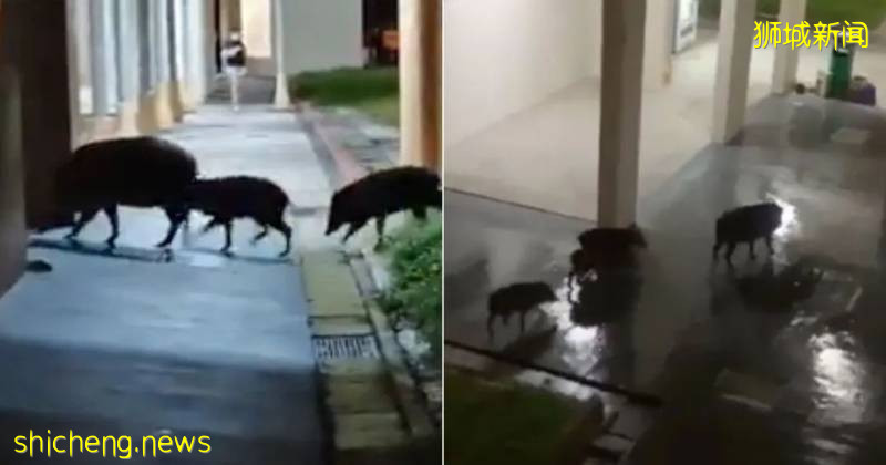 蜥蜴大口吞蟒蛇！新加坡的蜥蜴到底有多凶猛!