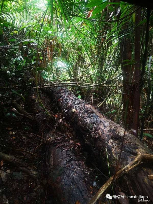 勇闯麦里芝被遗忘的神社,狂风暴雨下惊险求生