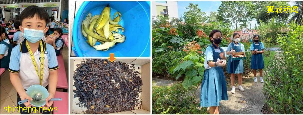 推广绿色可持续观念！新加坡中小学积极开展多样活动，学习与实际相结合