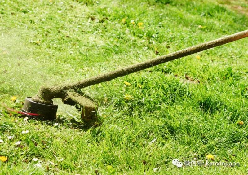 新加坡一直除草,光禿禿有更美