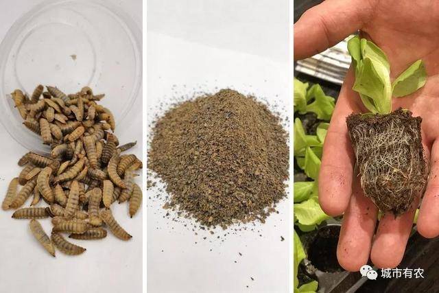 新加坡重視農業科技發展,對中國農業有何啓示