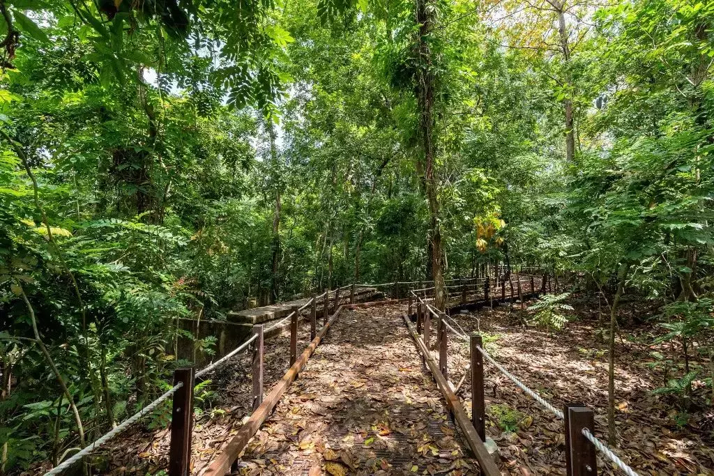 隐藏秘籍！新加坡26条远足路线：寻找长尾猕猴、红毛丹种植园，眺望最美海峡