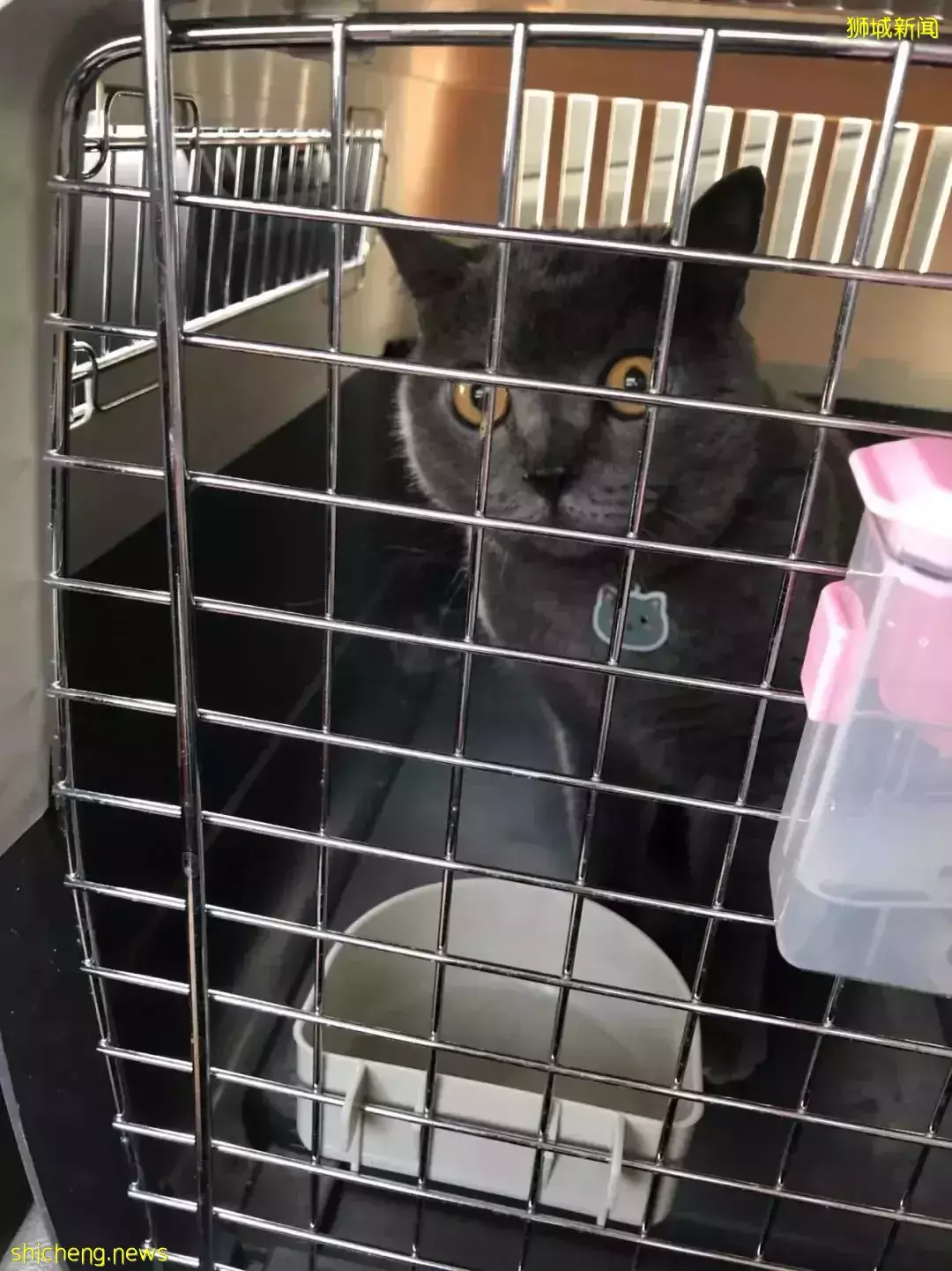 耗时6个月,隔离30天,我的宝贝终于来新加坡跟我团聚了