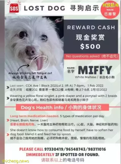 新加坡狗狗得重症选择“离家出走”，主人重金寻狗盼速归