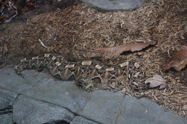 世界十大动物园之一：新加坡动物园，确实不一样