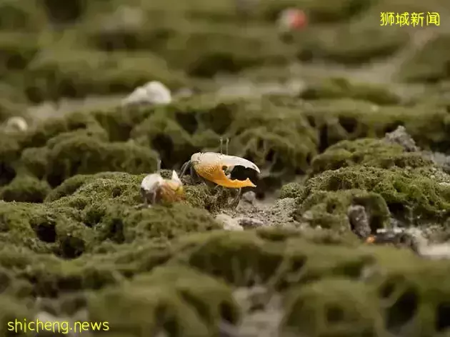 無需簽證！新加坡周邊12個絕美小島，每個都超有特色