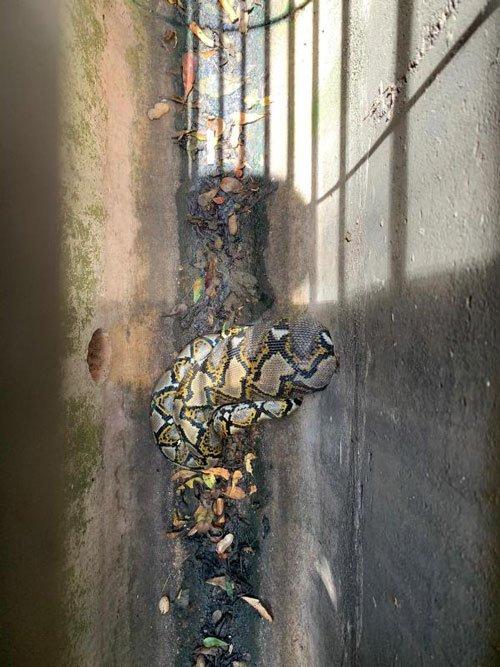 大蟒蛇吃太饱 卡水沟