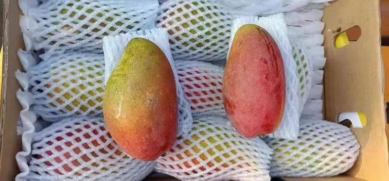 21號新貨到！！！貴妃芒，甯夏菜心，雪裏紅，新鮮百合，新鮮春筍….全國各地新鮮果蔬盡在獅城生鮮直購