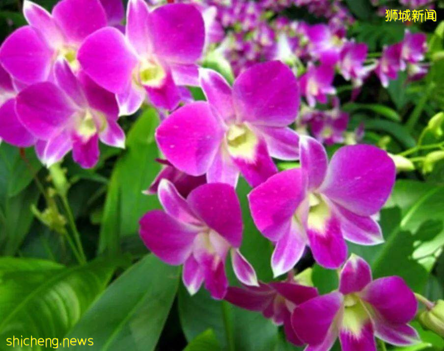 新加坡風俗文化