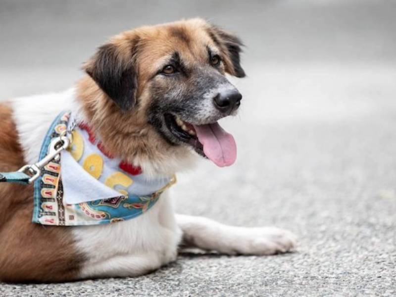 新加坡志愿服务合集!利用闲暇时间,一起来做志愿服务贡献爱心吧