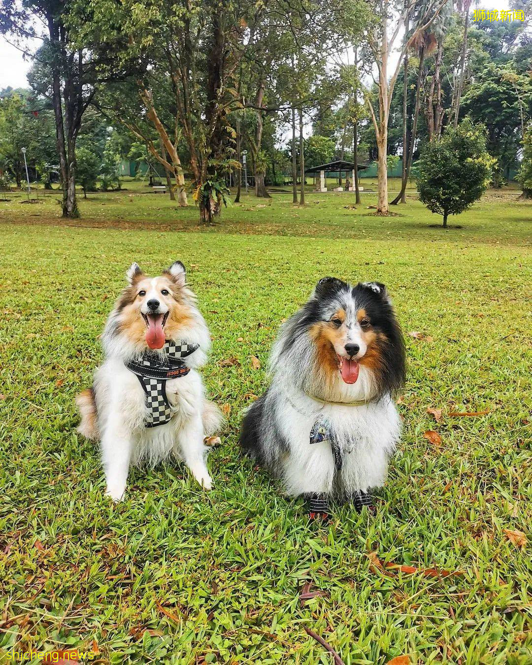 新加坡超棒的4個海灘，遛娃、放風筝、趕海、品美食