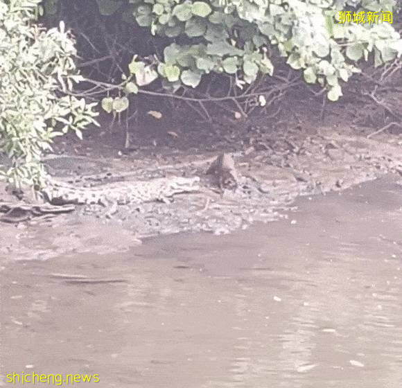 太猖狂！新加坡水獭竟敢“调戏”鳄鱼，这下尴尬了