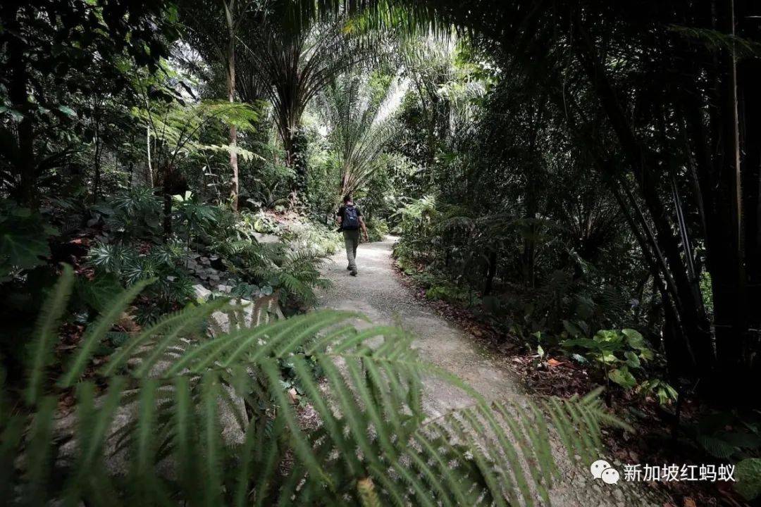 新加坡这七种濒危野生动物，心细眼尖就能看得到